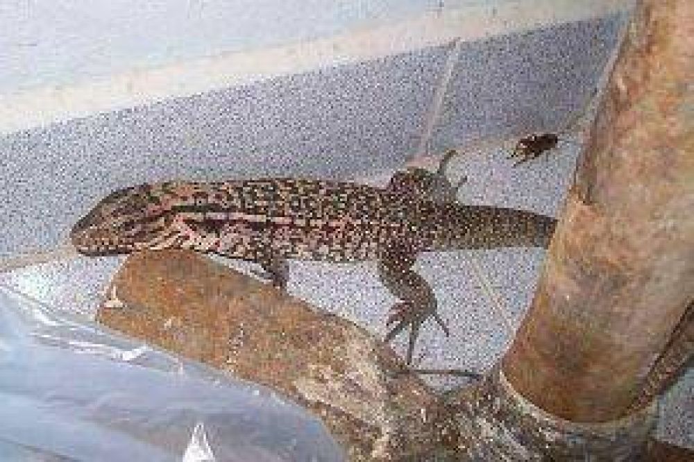 Alerta de vecinos por aparici�n de v�boras, escorpiones e iguanas