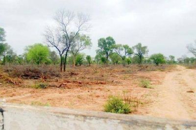 Confirman desmonte clandestino de 600 hect�reas en El Impenetrable