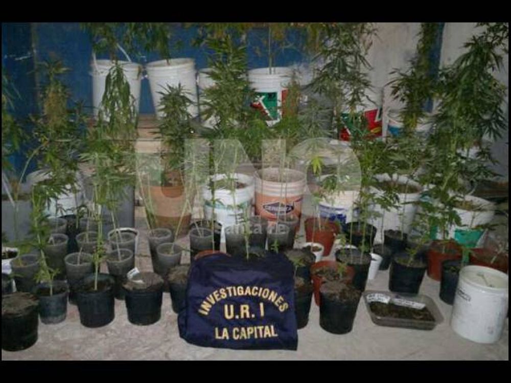 Hallaron 80 plantas de marihuana en un operativo en el centro