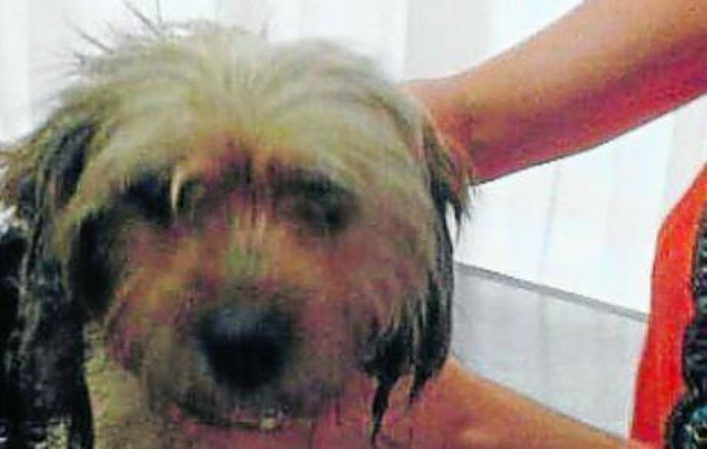 Rescatan animales de criadero ilegal