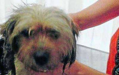 Rescatan animales de criadero ilegal