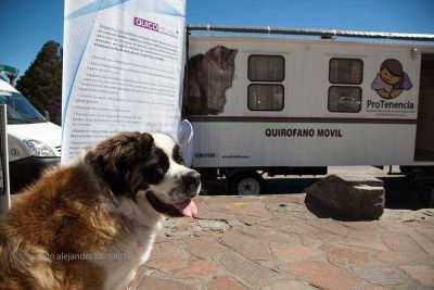 Instalaron quir�fano para castraciones de mascotas
