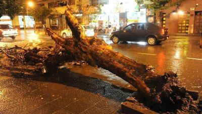 Cay� un �rbol en el centro y golpe� a dos motociclistas