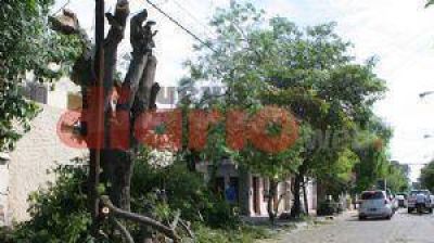 Vecinos cortaron un �rbol y obstaculizaron el tr�nsito