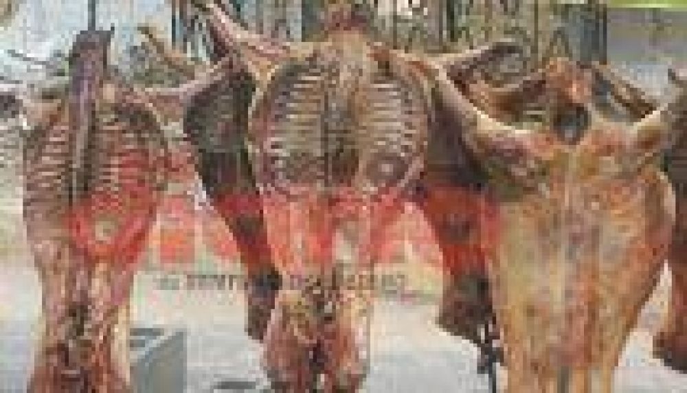 Promueven la producci�n de cabritos de calidad org�nica