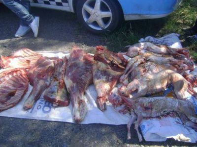 En control policial secuestran 70 Kg. de carne vacuna y 5 cabritos