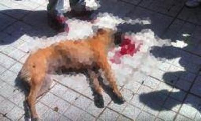 Perro muri� en protesta gremial a causa de una bomba de estruendo