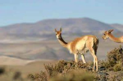 Antofagasta lidera el ranking de destinos favoritos de los argentinos