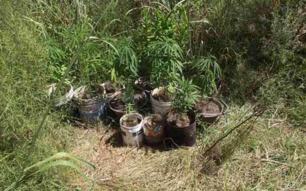 Secuestraron una decena de plantas de marihuana