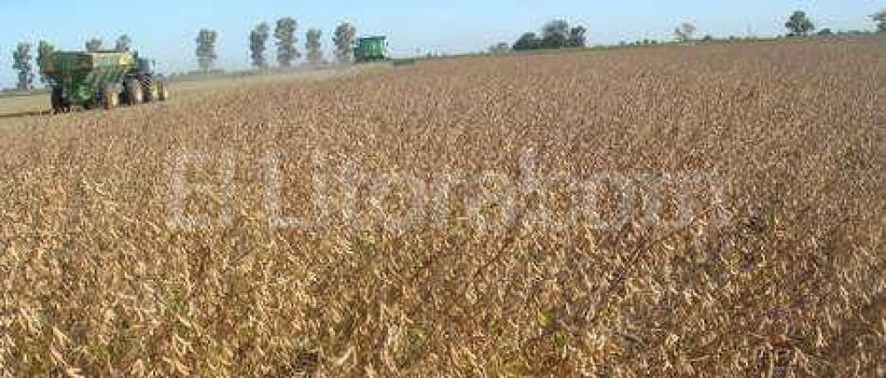 Soja: advierten p�rdidas por merma de la prote�na