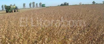 Soja: advierten p�rdidas por merma de la prote�na