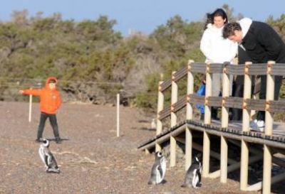 50 mil personas visitaron Punta Tombo