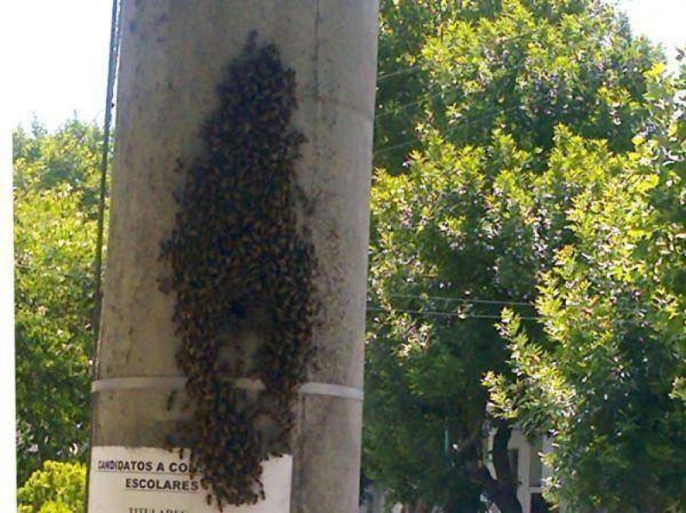 Se radica una colmena en pleno centro de la ciudad