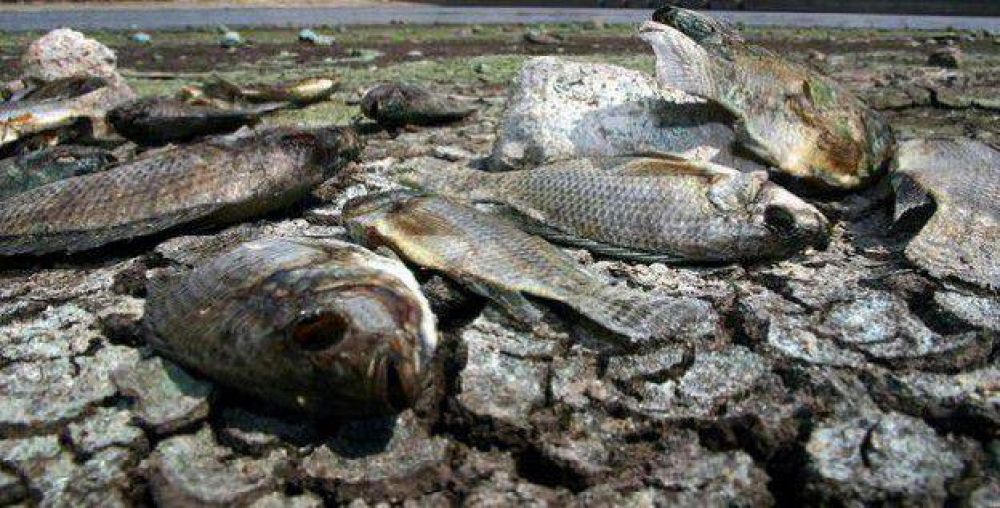 Sacaron 7500 peces muertos de la costanera del San Roque