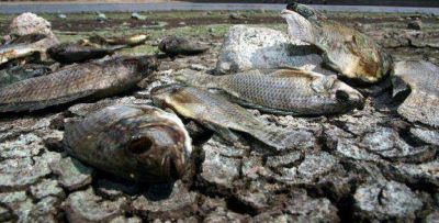 Sacaron 7500 peces muertos de la costanera del San Roque