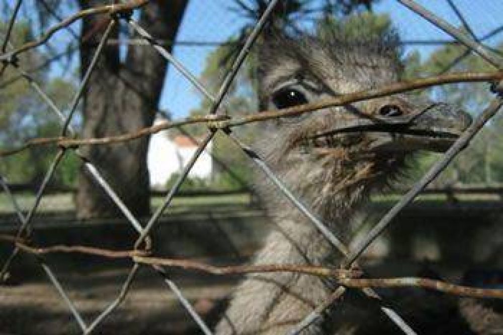 SE ROBARON ANIMALES DEL ZOOL�GICO DE RAWSON