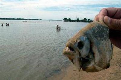 Sesenta heridos en el r�o Paran� por un ataque de palometas