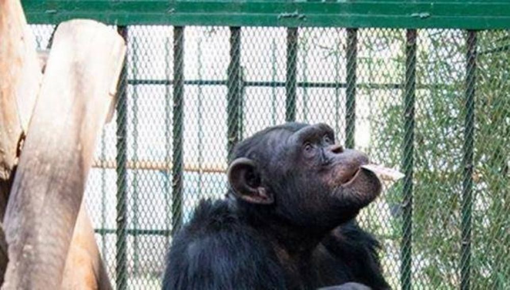 La causa por el mono Toti suma apoyo internacional