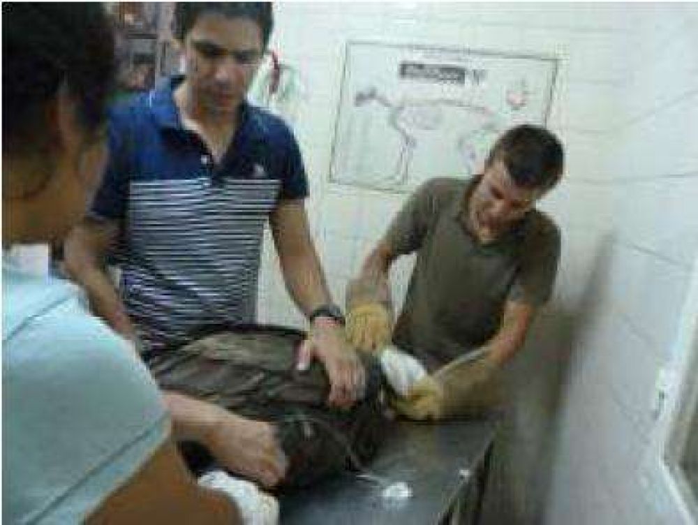 Rescataron ejemplar de Condor Andino