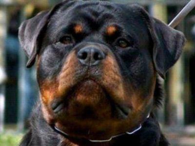 Los perros �potencialmente peligrosos� deber�n tener un seguro y estar inscriptos en Paran� 