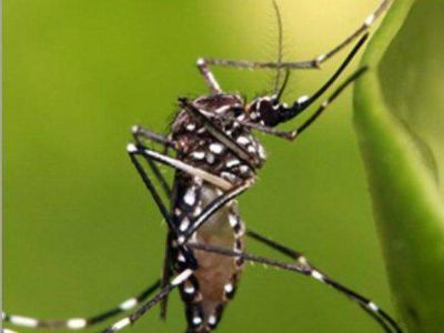 Nueve mil manzanas est�n en vigilancia por el dengue