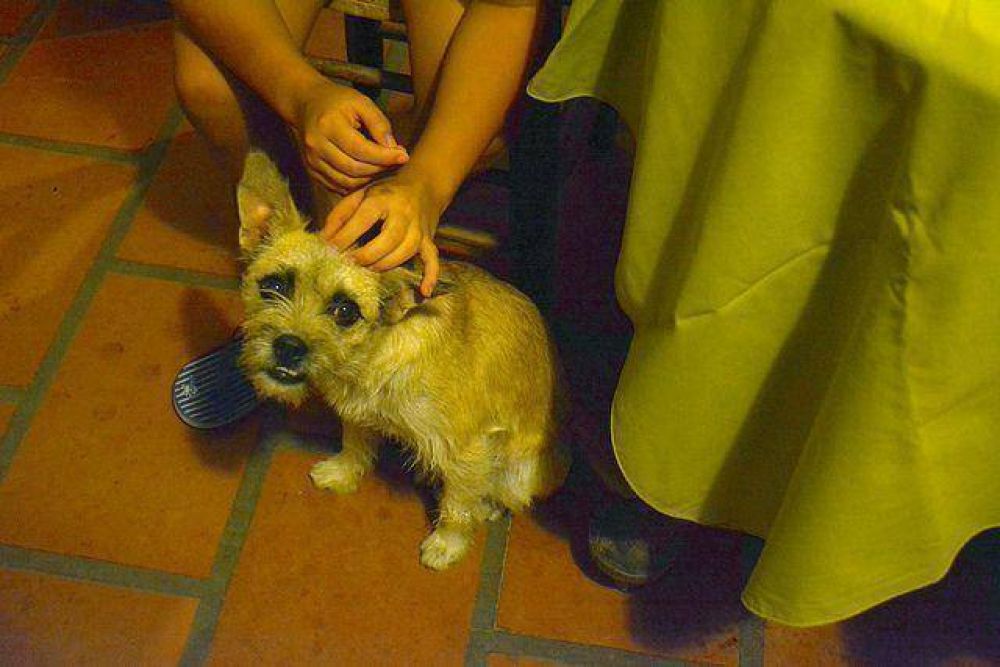 A pesar de campa�as por los animales, en Jujuy el uso de pirotecnia fue imp�o