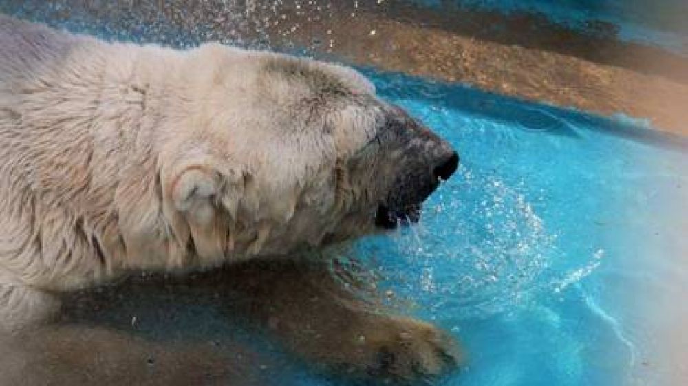 Refrescan a manguerazos al �nico oso polar del pa�s