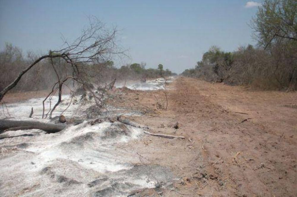 El Centro Mandela denunci un nuevo desmonte clandestino en el Chaco