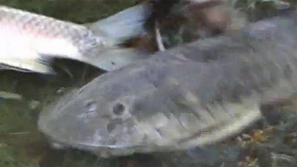 Explican a que se debe la mortandad de peces en el r�o Dulce