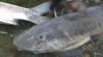 Explican a que se debe la mortandad de peces en el r�o Dulce