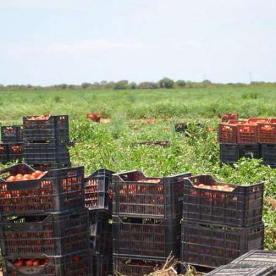 La provincia est� logrando excelente rendimiento en producci�n de tomate