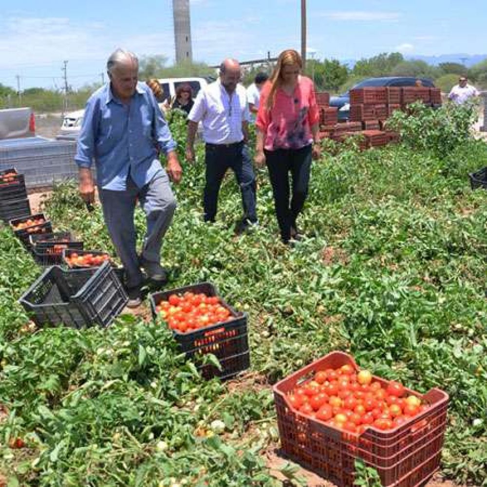 Comenz� la cosecha de tomate, nuevo emprendimiento provincial