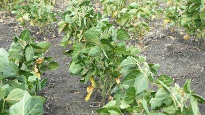 Temor a una nueva sequ�a en el campo