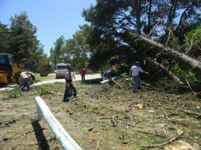 Retiran �rboles ca�dos tras el azote del viento