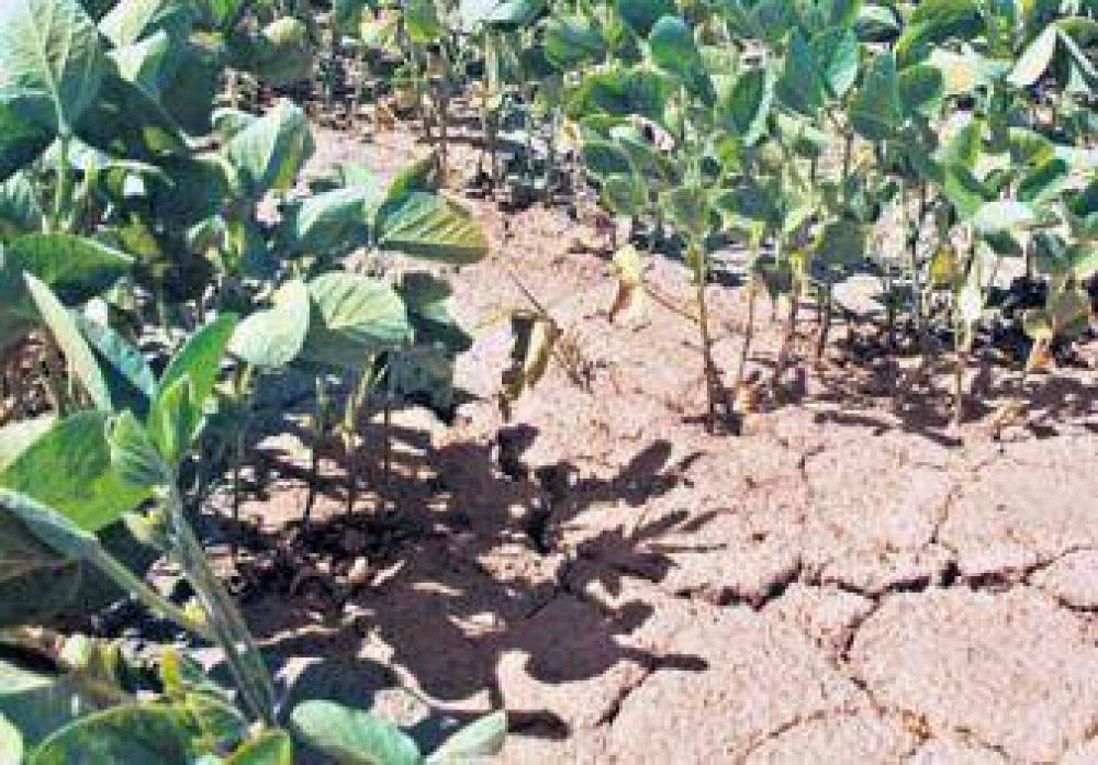 Clima: alerta en el campo argentino	