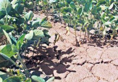 Clima: alerta en el campo argentino	