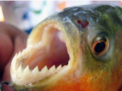 Incertidumbre por posibles ataques de palometas en Z�rate