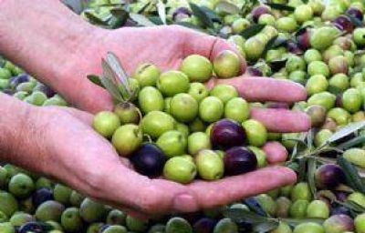 Anticipan una merma r�cord en la cosecha de aceitunas