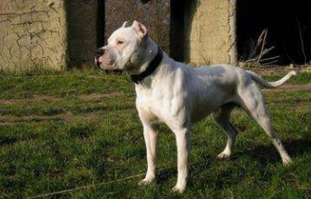 Luego de cinco d�as de agon�a, muri� el atacado por un dogo en Barranqueras