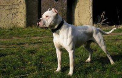Luego de cinco d�as de agon�a, muri� el atacado por un dogo en Barranqueras