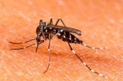 Reiteran a los viajeros tomar precauciones para evitar casos de dengue