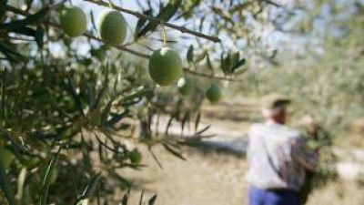 Dan por perdida la cosecha 2014 en la zona de Pom�n y peligra en muchas fincas la de 2015