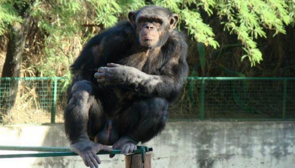 Crece la pol�mica por el traslado del chimpanc� Toti