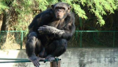 Crece la pol�mica por el traslado del chimpanc� Toti