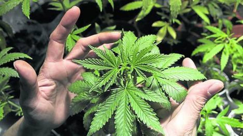 Primer decomiso de marihuana tras la promulgaci�n de la ley en Uruguay