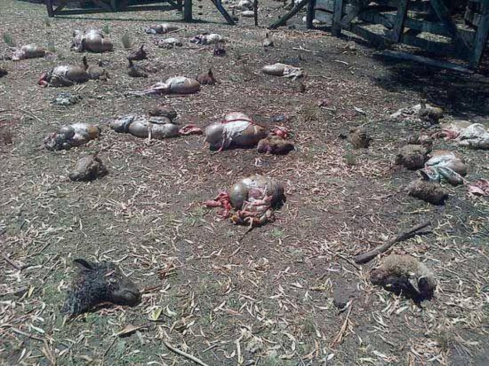 El abigeato arras� con m�s 50 animales en una chacra