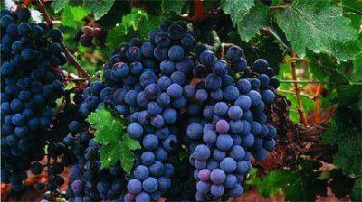 Vinos rionegrinos fueron premiados en certamen internacional
