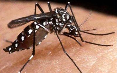 Dengue: �El mosquito no est� en Mar del Plata, pero anda cerca�
