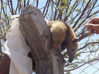 Un oso melero perdido por Ciudad Perico