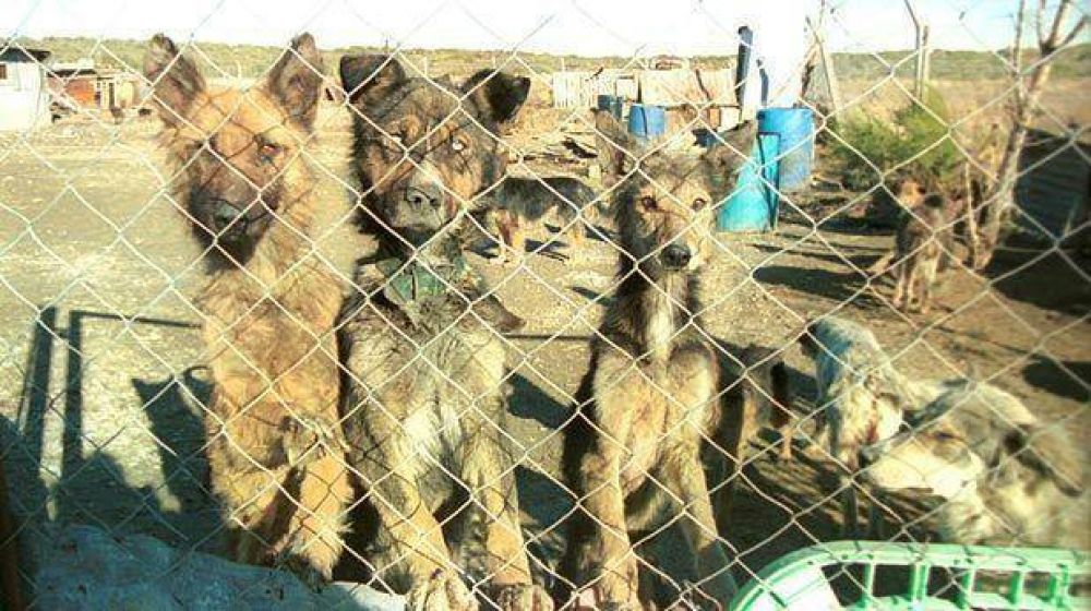 El gobernador vet� el proyecto de ley de Control Poblacional de Animales